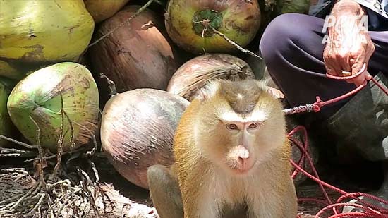 обезьяна собирает кокосы