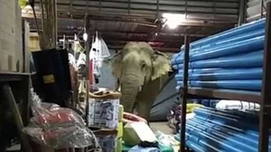 слон в магазине