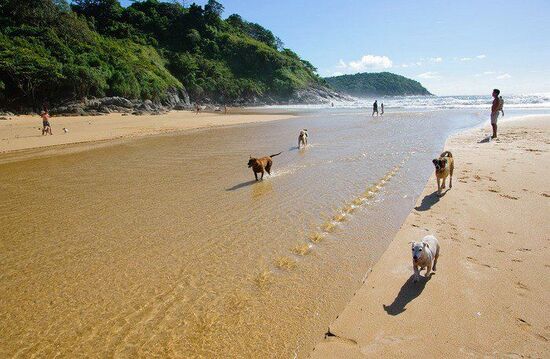 собаки на пляже в Таиланде