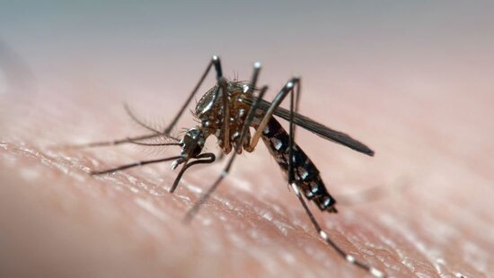 Вспышка лихорадки денге в таиландском регионе Исаан