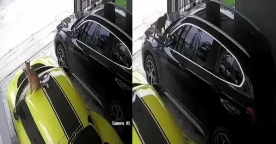кошка портит машины