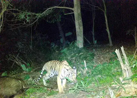 В Као Лаеме сняли трехногого тигра