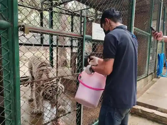 кормление тигра