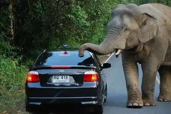 слоны в Таиланде