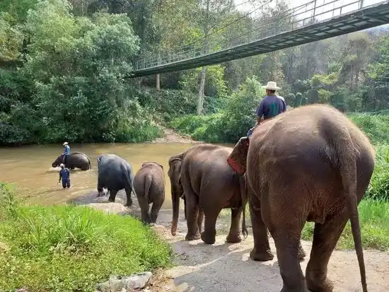Из за недостатка туристов продаётся парк со слонами.