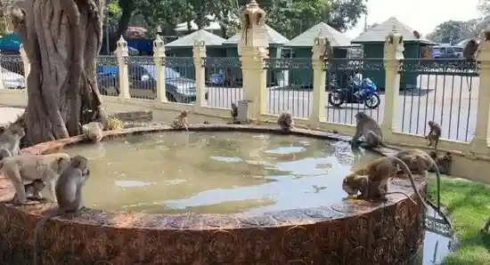 Бассейн для обезьян