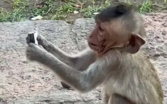 обезьяна с сигаретой