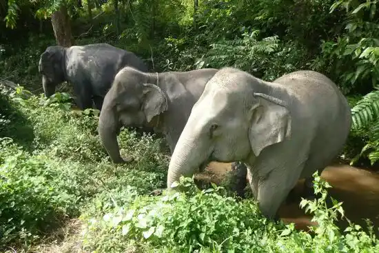 Слоны пугают сельских жителей