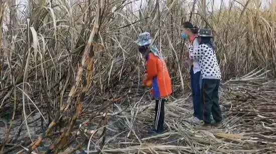 Обугленный труп обнаружен на поле сахарного тростника в Таиланде