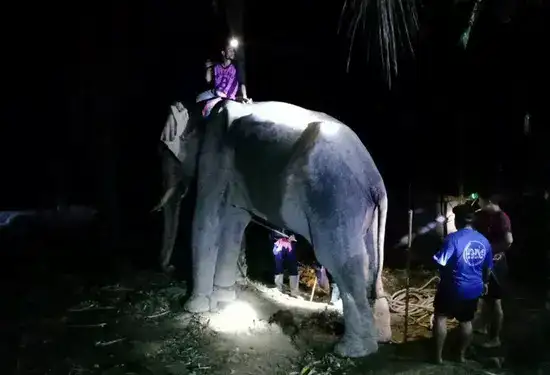 тайский слон