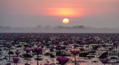 Ковер из лилий привлекает посетителей к озеру Нонг Хан в Удонтхани