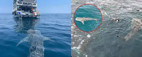 Китовая акула 5 часов плавала с туристами на востоке Таиланда