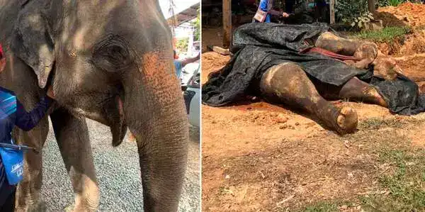 На Ко Чанге туристы отравили слона.