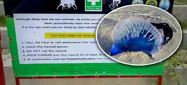 Власти Пхукета предупреждают туристов о медузах