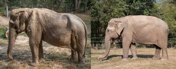 Слон пострадавший от катания туристов