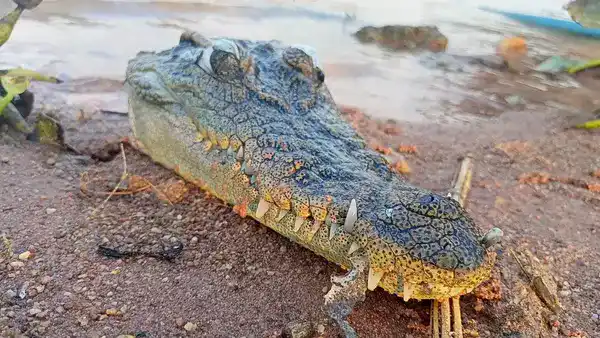 Мужчина нашел отрубленную голову крокодила.