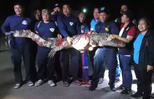Сбежавший крокодил пойман