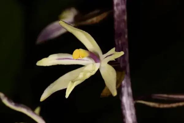 В Таиланде найден новый вид орхидей