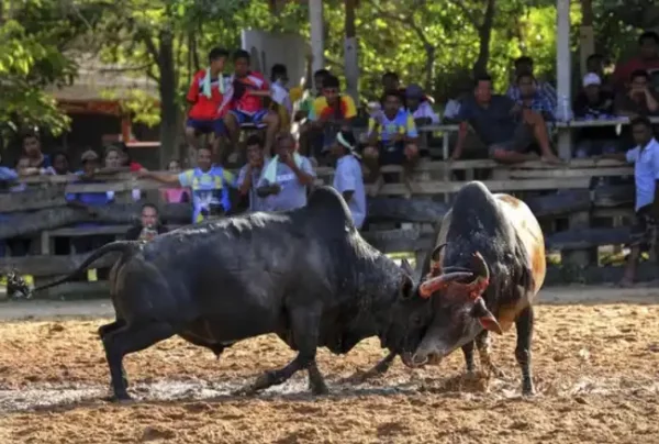 Бои быков в Таиланде