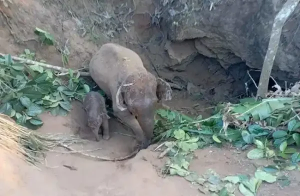 В Канчанабури спасли слонов попавших в яму.