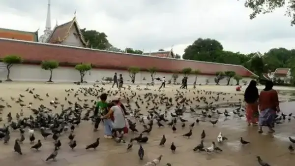 кормление птиц у храма Бангкок