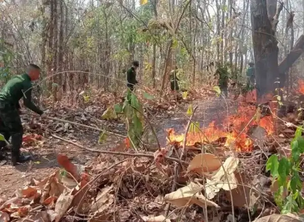 лесные пожары в Таиланде