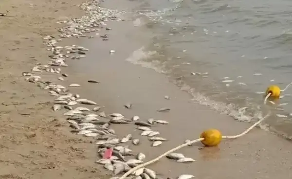 8 тонн мертвой рыбы выбросило на берег Банг Саен