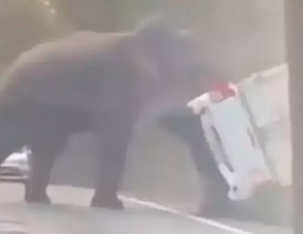 Слон переворачивает грузовик